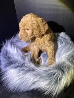 Brownie, a male Goldendoodle for sale in Kohler, WI – 6 of 8