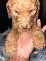 Brownie, a male Goldendoodle for sale in Kohler, WI – 7 of 8