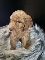 Brownie, a male Goldendoodle for sale in Kohler, WI – 4 of 8