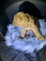 Max, a male Goldendoodle for sale in Kohler, WI – 2 of 8