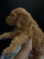 Max, a male Goldendoodle for sale in Kohler, WI – 7 of 8