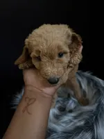 Lucy, a female Goldendoodle for sale in Kohler, WI – 6 of 8