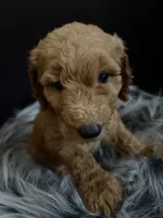 Lucy, a female Goldendoodle for sale in Kohler, WI – 5 of 8