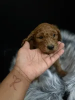 Ben, a male Goldendoodle for sale in Kohler, WI – 7 of 7