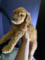 Max, a male Goldendoodle for sale in Kohler, WI – 8 of 8