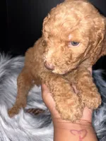 Brownie, a male Goldendoodle for sale in Kohler, WI – 8 of 8