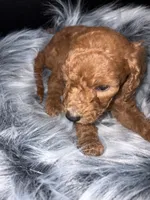 Choco, a male Goldendoodle for sale in Kohler, WI – 6 of 6