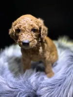 Ben, a male Goldendoodle for sale in Kohler, WI – 2 of 7