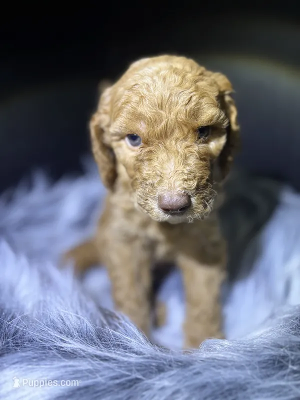 Brownie – Goldendoodle puppy for sale in Kohler, WI