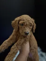 Ben, a male Goldendoodle for sale in Kohler, WI – 5 of 7