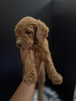 Ben, a male Goldendoodle for sale in Kohler, WI – 6 of 7