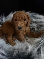 Choco, a male Goldendoodle for sale in Kohler, WI – 5 of 6