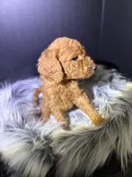 Choco, a male Goldendoodle for sale in Kohler, WI – 2 of 6