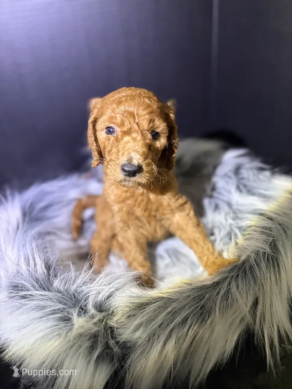 Choco – Goldendoodle puppy for sale in Kohler, WI