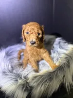Choco, a male Goldendoodle for sale in Kohler, WI – 1 of 6