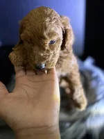 Max, a male Goldendoodle for sale in Kohler, WI – 6 of 8