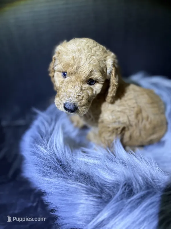 Lucy – Goldendoodle puppy for sale in Kohler, WI