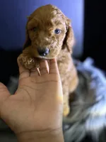 Max, a male Goldendoodle for sale in Kohler, WI – 5 of 8