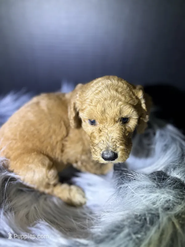 Lily – Goldendoodle puppy for sale in Kohler, WI