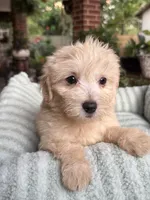 Echo, a male Maltipoo and Maltese for sale in Bryan, TX – 3 of 5
