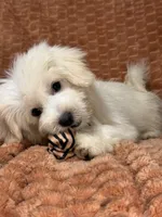 True, a male Maltipoo and Maltese for sale in Bryan, TX – 3 of 5
