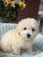 Rain, a female Maltipoo and Maltese for sale in Bryan, TX – 3 of 5