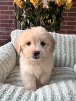 Reese, a male Maltipoo and Maltese for sale in Bryan, TX – 5 of 5