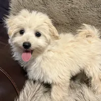 Mochi, a male Maltipoo and Maltese for sale in Bryan, TX – Photo 7 of 7