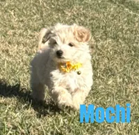 Mochi, a male Maltipoo and Maltese for sale in Bryan, TX – Photo 4 of 4