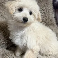 Mochi, a male Maltipoo and Maltese for sale in Bryan, TX – Photo 6 of 7