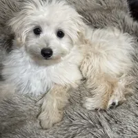 Mochi, a male Maltipoo and Maltese for sale in Bryan, TX – Photo 4 of 7
