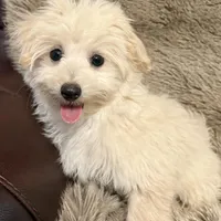 Mochi, a male Maltipoo and Maltese for sale in Bryan, TX – Photo 5 of 7