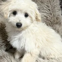 Mochi, a male Maltipoo and Maltese for sale in Bryan, TX – Photo 2 of 7
