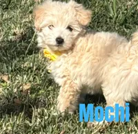 Mochi, a male Maltipoo and Maltese for sale in Bryan, TX – Photo 2 of 4