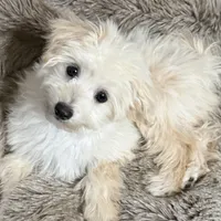 Mochi, a male Maltipoo and Maltese for sale in Bryan, TX – Photo 3 of 7