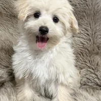 Mochi, a male Maltipoo and Maltese for sale in Bryan, TX – Photo 1 of 7