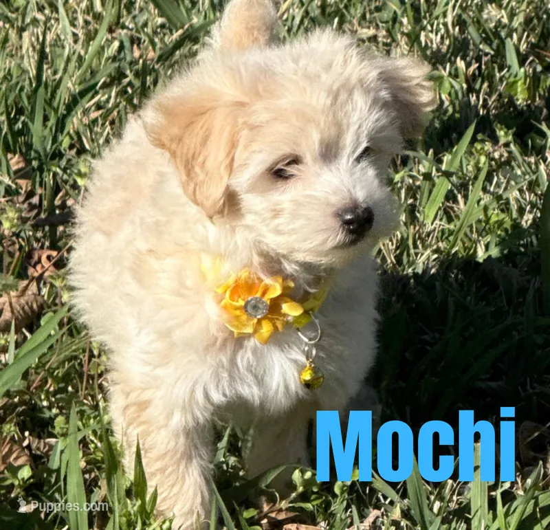 Mochi