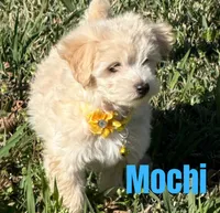 Mochi, a male Maltipoo and Maltese for sale in Bryan, TX – Photo 1 of 4