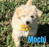 Mochi, a male Maltipoo and Maltese for sale in Bryan, TX – Photo 3 of 4