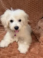 True, a male Maltipoo and Maltese for sale in Bryan, TX – 2 of 5