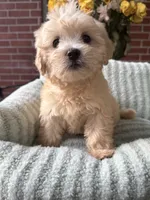 Sunny, a male Maltipoo and Maltese for sale in Bryan, TX – 2 of 6