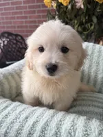 Sage, a female Maltipoo and Maltese for sale in Bryan, TX – 4 of 6