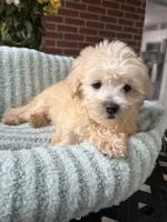 Sunny, a male Maltipoo and Maltese for sale in Bryan, TX – 6 of 6