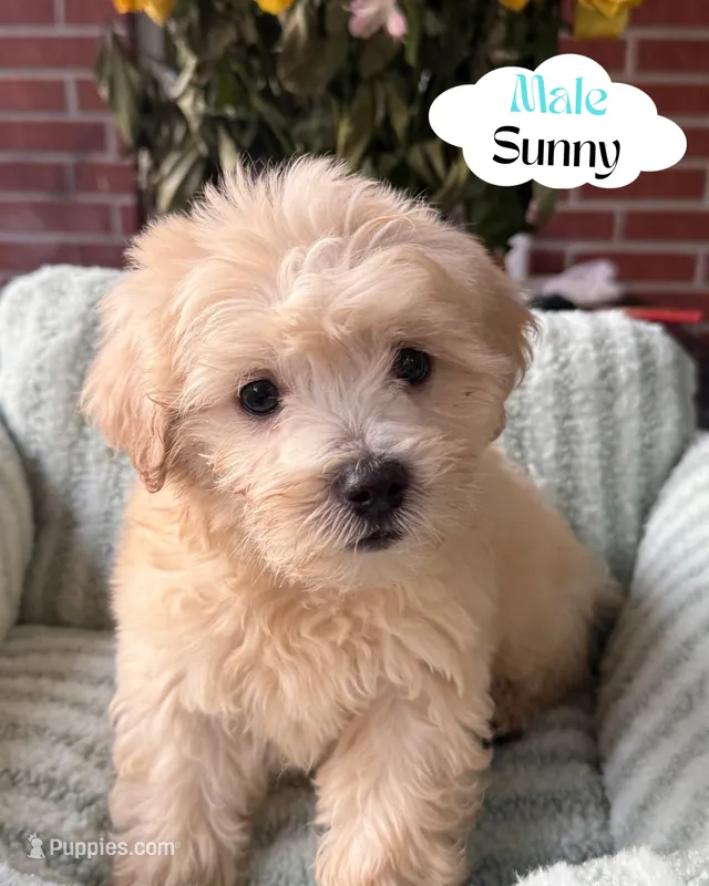 Sunny – Maltipoo, Maltese puppy for sale in Bryan, TX