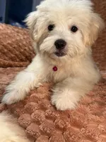 Echo, a male Maltipoo and Maltese for sale in Bryan, TX – 5 of 5
