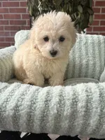 Rain, a female Maltipoo and Maltese for sale in Bryan, TX – 4 of 5
