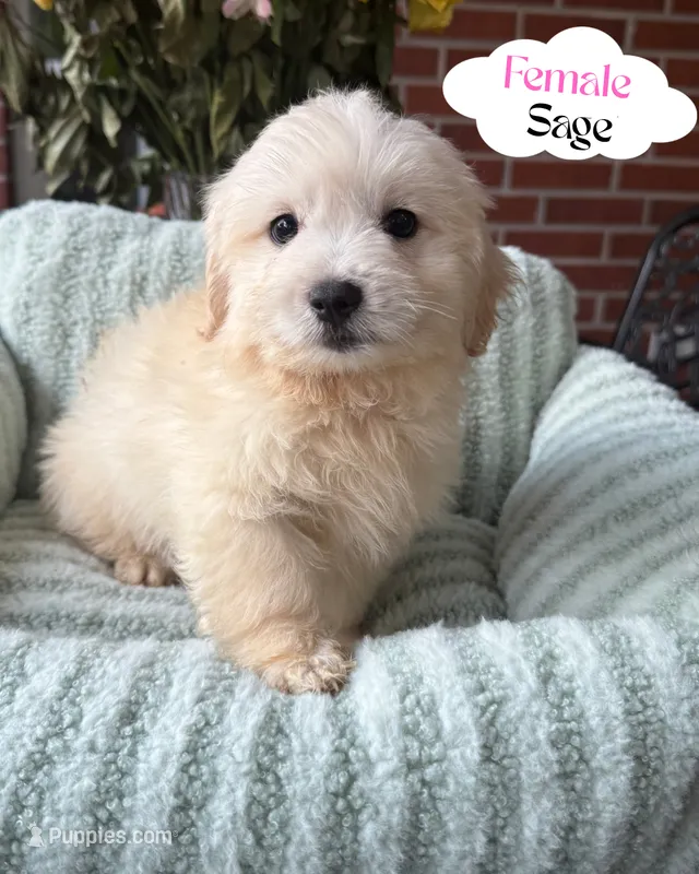 Sage – Maltipoo, Maltese puppy for sale in Bryan, TX