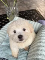 True, a male Maltipoo and Maltese for sale in Bryan, TX – 2 of 6