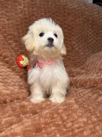 Sage, a female Maltipoo and Maltese for sale in Bryan, TX – 5 of 6