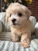 Sunny, a male Maltipoo and Maltese for sale in Bryan, TX – 4 of 6